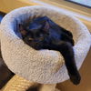 adoptable Cat in scottsdale, AZ named Ari