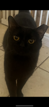 adoptable Cat in litchfield park, AZ named Arturo