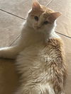 adoptable Cat in litchfield park, AZ named Colby
