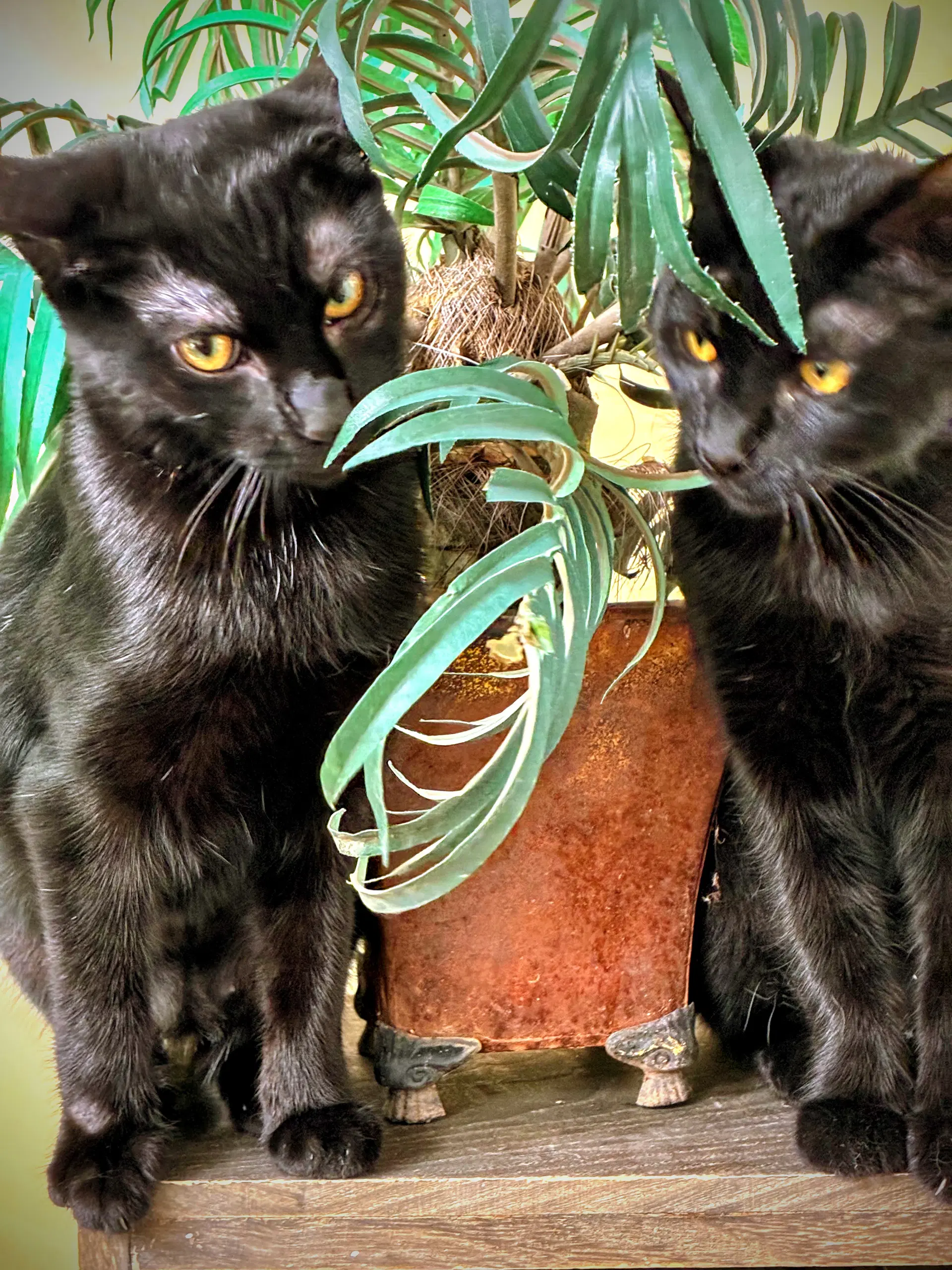 Roulette - Domestic Short Hair
