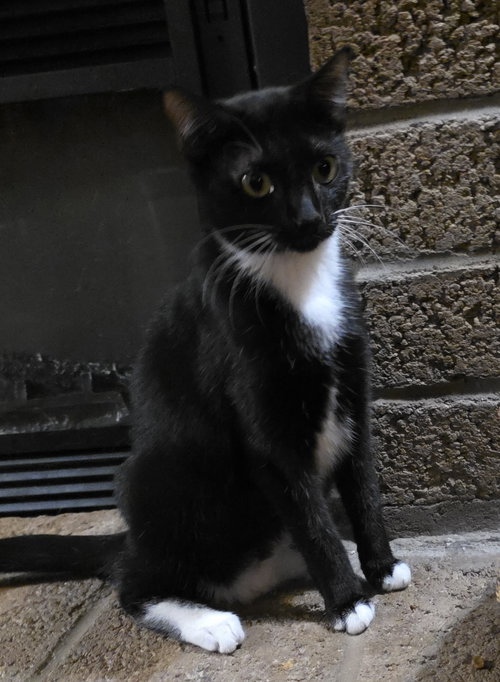 Cinnamon, Baby Domestic Short Hair / Tuxedo (short coat), cat for adoption in Apache Junction, Arizona