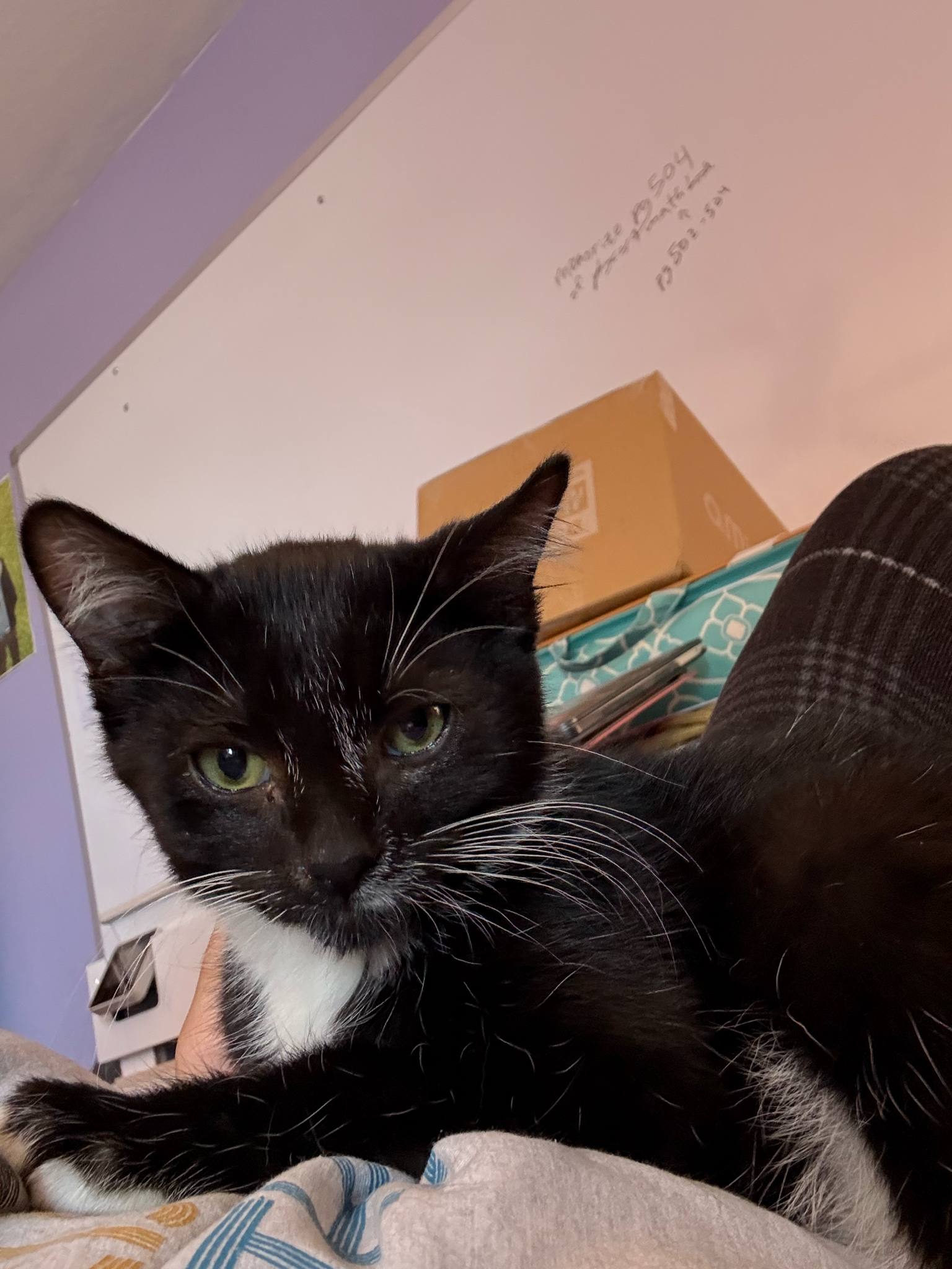 adoptable Cat in Scottsdale, AZ named Oregano