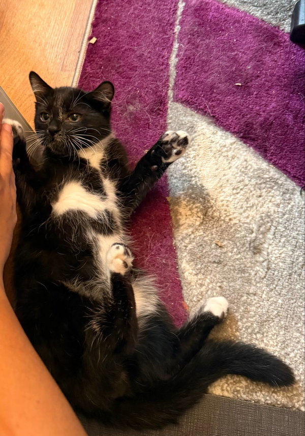 Oregano (Reggie)
