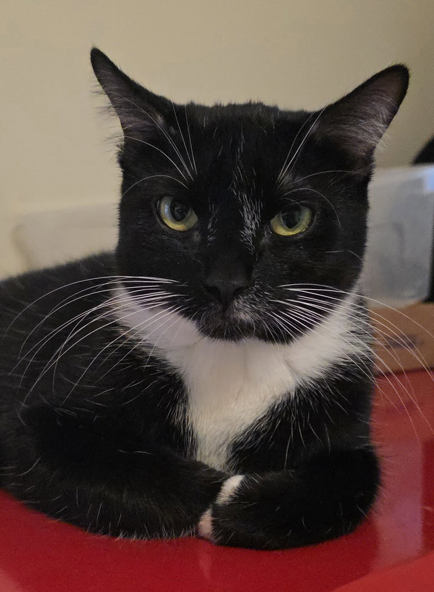 Oregano (Reggie)