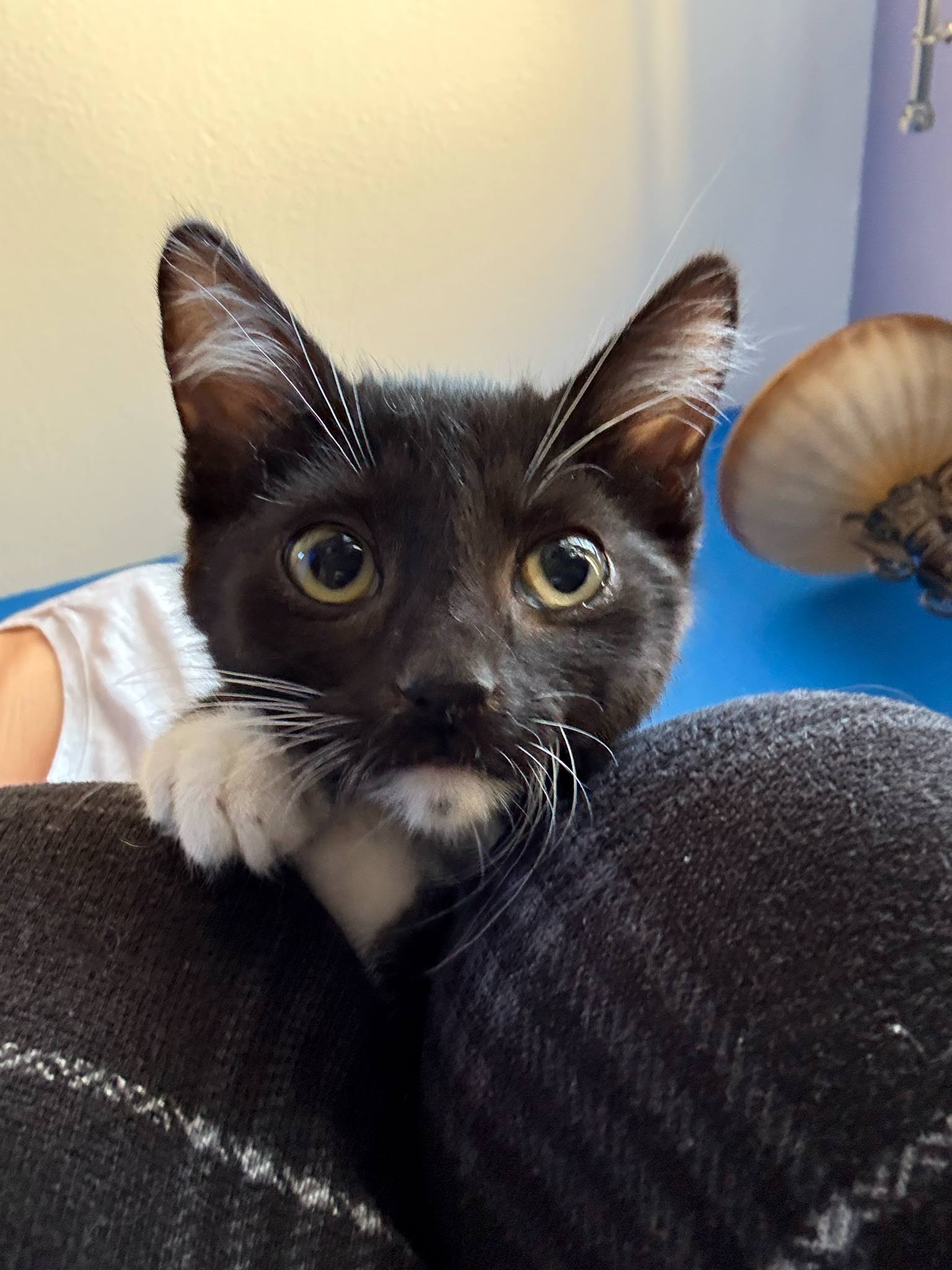adoptable Cat in Scottsdale, AZ named Thyme