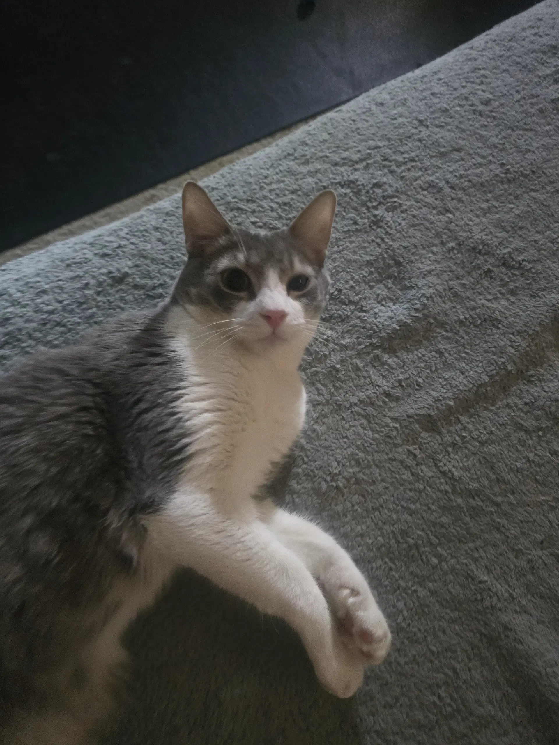 Orlando - Domestic Short Hair