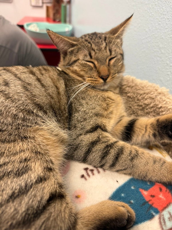 Sawyer
