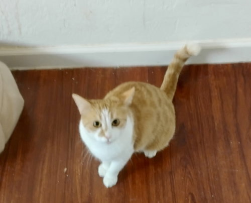 Gingersnap, an adoptable Domestic Short Hair in Glendale, AZ