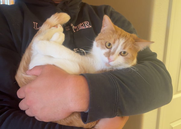 Gingersnap