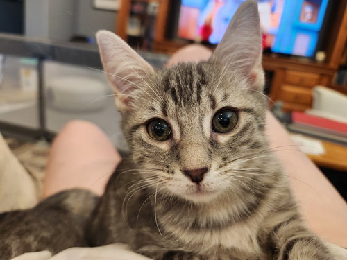 Whitney, Baby Domestic Short Hair (short coat), cat for adoption in Apache Junction, Arizona