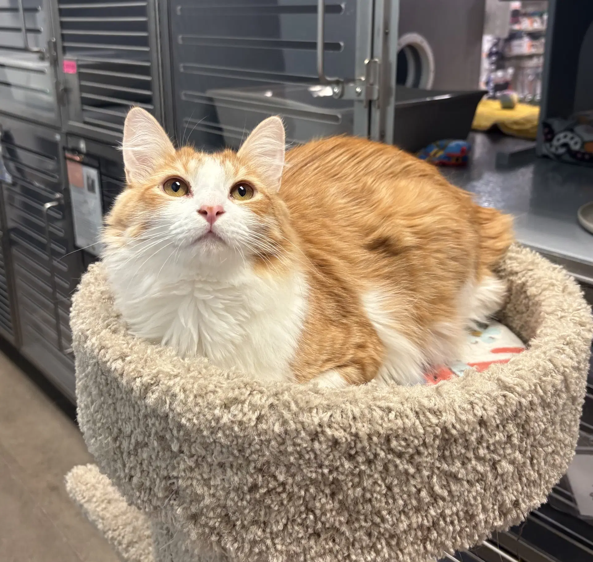 Hennessy - Domestic Medium Hair