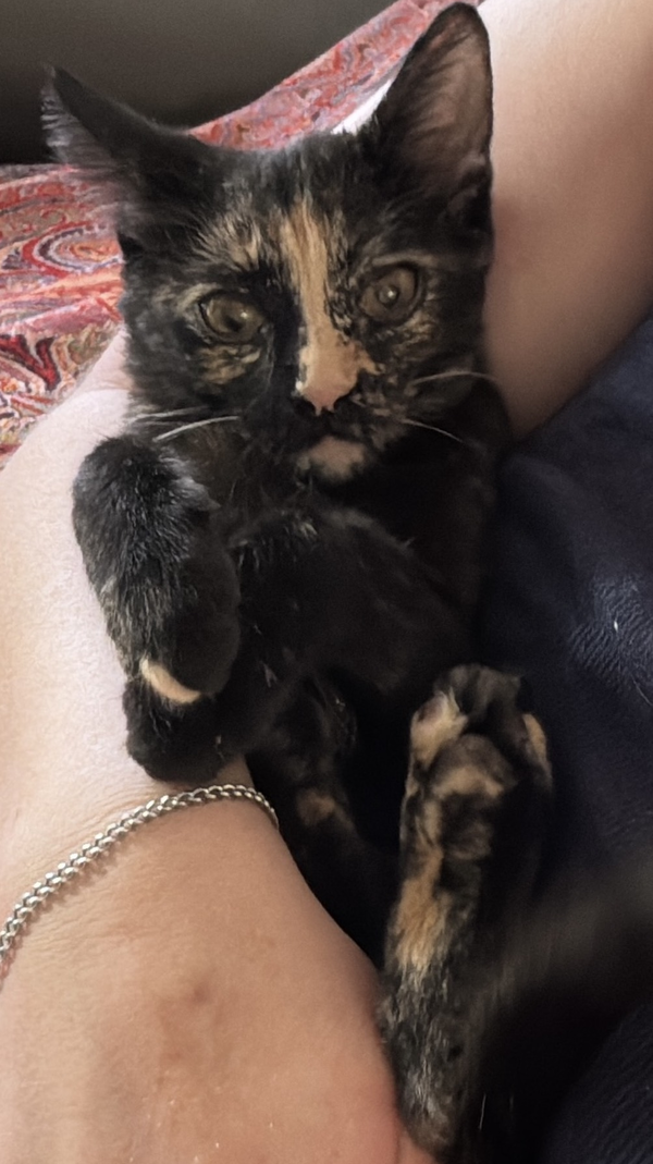 Munchkin