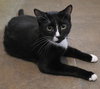 Nutmeg - Photo 1