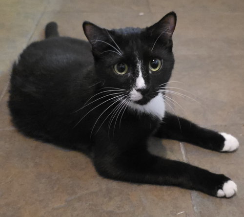 NUTMEG - Domestic Short Hair / Tuxedo available for adoption