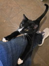 Nutmeg - Photo 4
