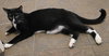 Nutmeg - Photo 2
