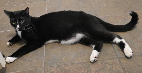 NUTMEG - Domestic Short Hair / Tuxedo available for adoption