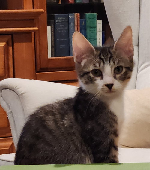 Bailey, an adoptable Domestic Short Hair in Glendale, AZ