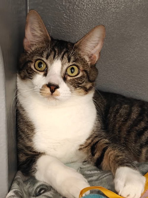 Bailey, an adoptable Domestic Short Hair in Glendale, AZ
