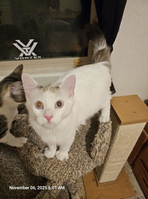 Artie, an adoptable Domestic Long Hair in Glendale, AZ