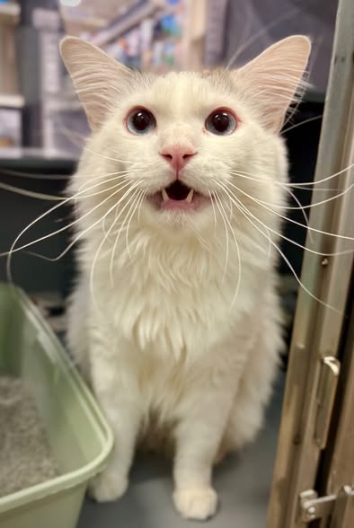 Artie, Young Domestic Long Hair / Siamese (long coat), cat for adoption in Glendale, Arizona