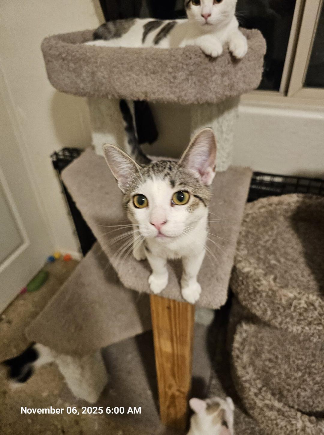 Penelope