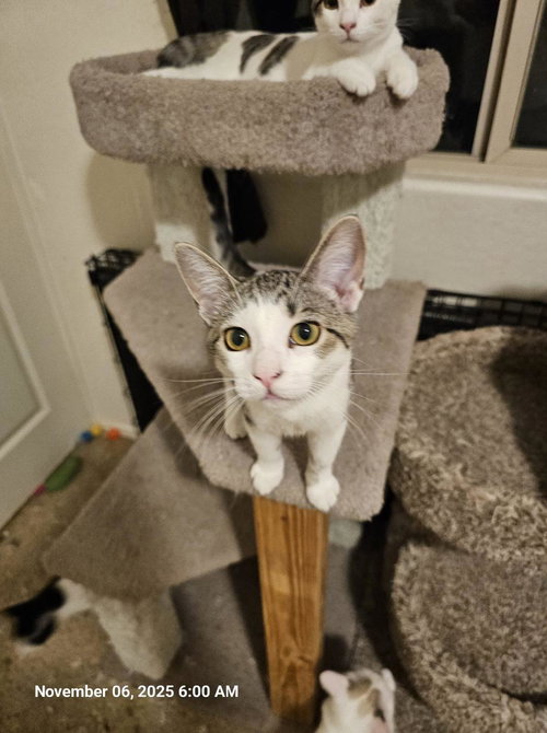 Penelope, Baby Domestic Short Hair (short coat), cat for adoption in Apache Junction, Arizona