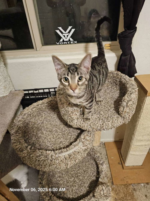 Bear Bear, Baby Domestic Short Hair (short coat), cat for adoption in Apache Junction, Arizona