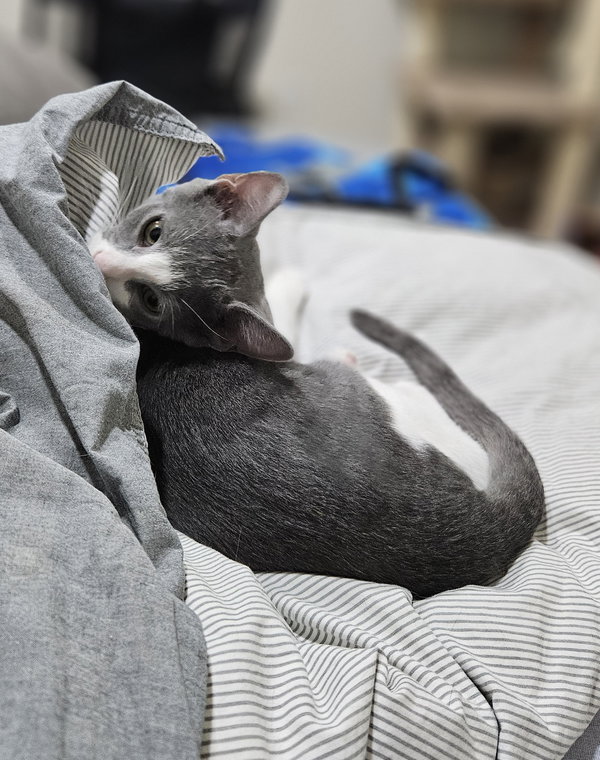 Frederick