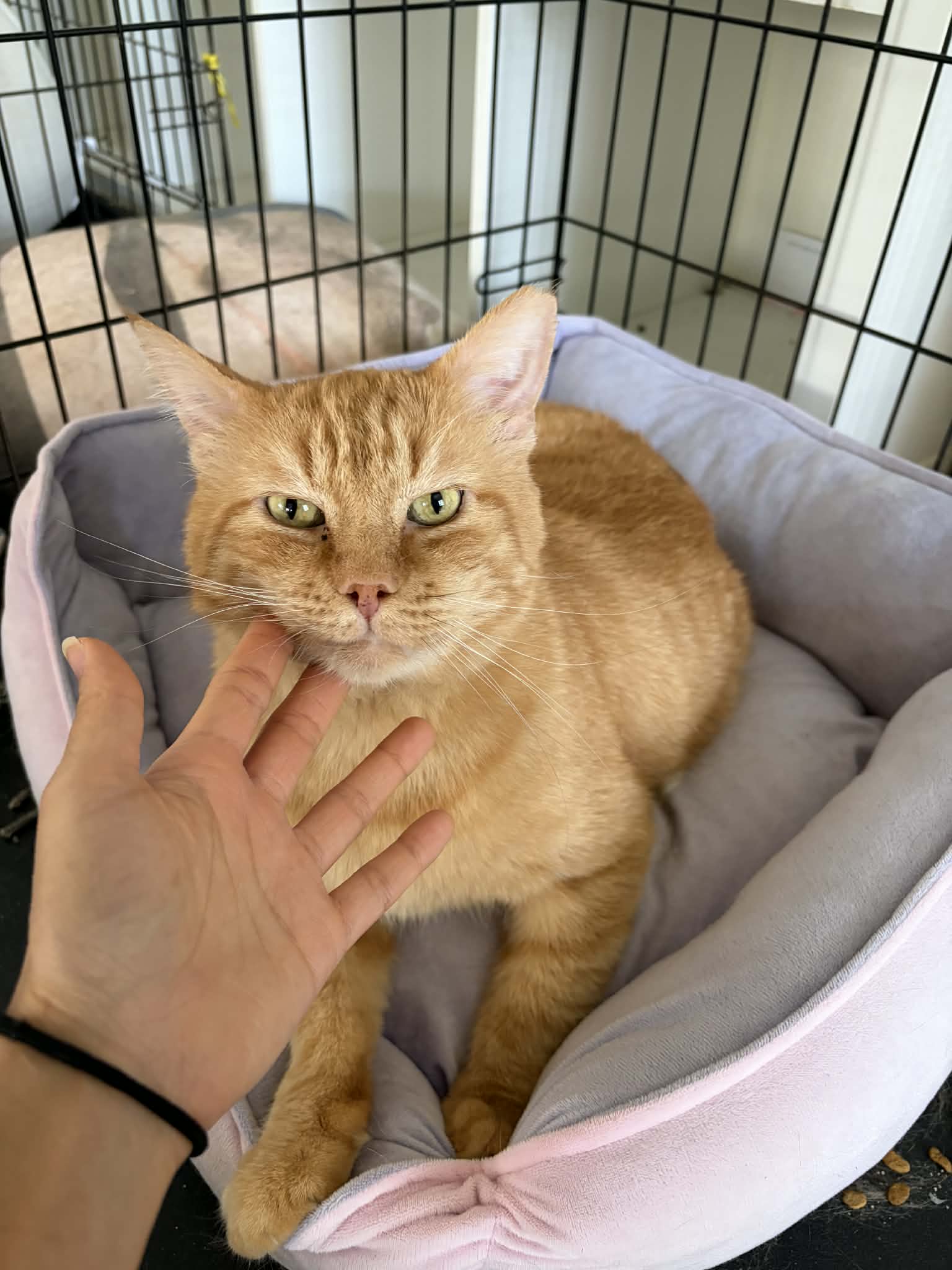 Bingo (FIV+), photo 2