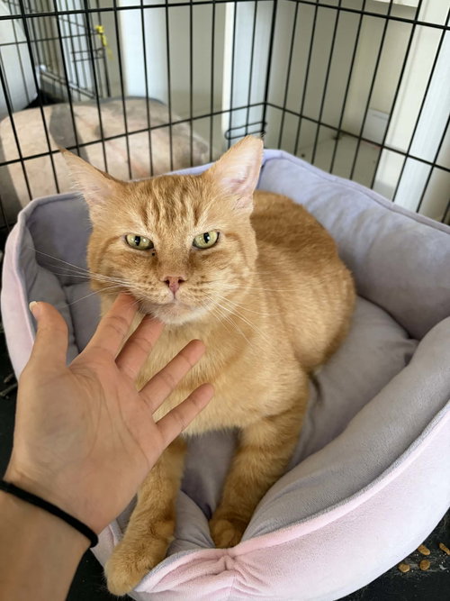 Bingo (FIV+), a cat for adoption from Kneading Kitty's Rescue