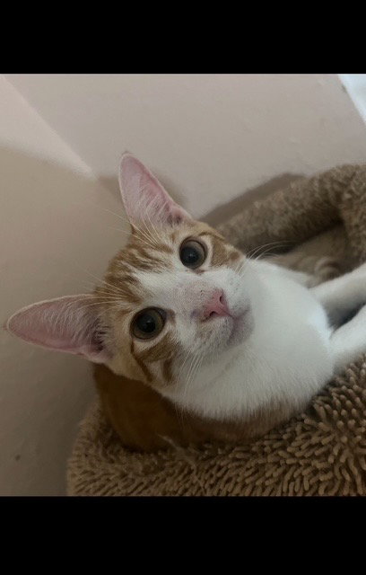 Henry (bonded with Tuti)