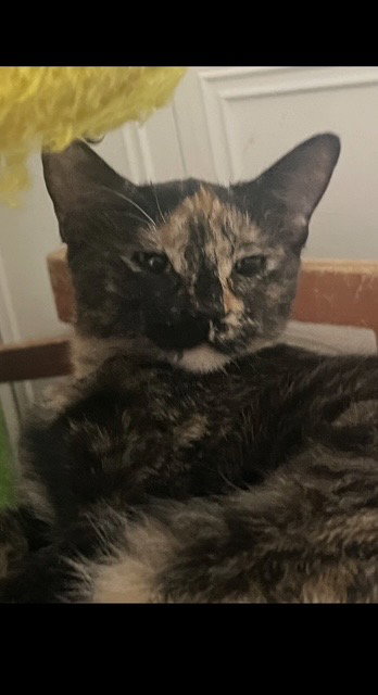 Tuti (bonded with Henry)