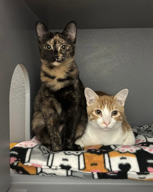 Tuti (bonded with Henry), an adoptable Domestic Short Hair in Glendale, AZ