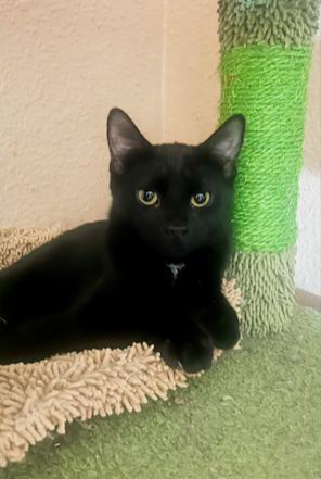Fritz Image
