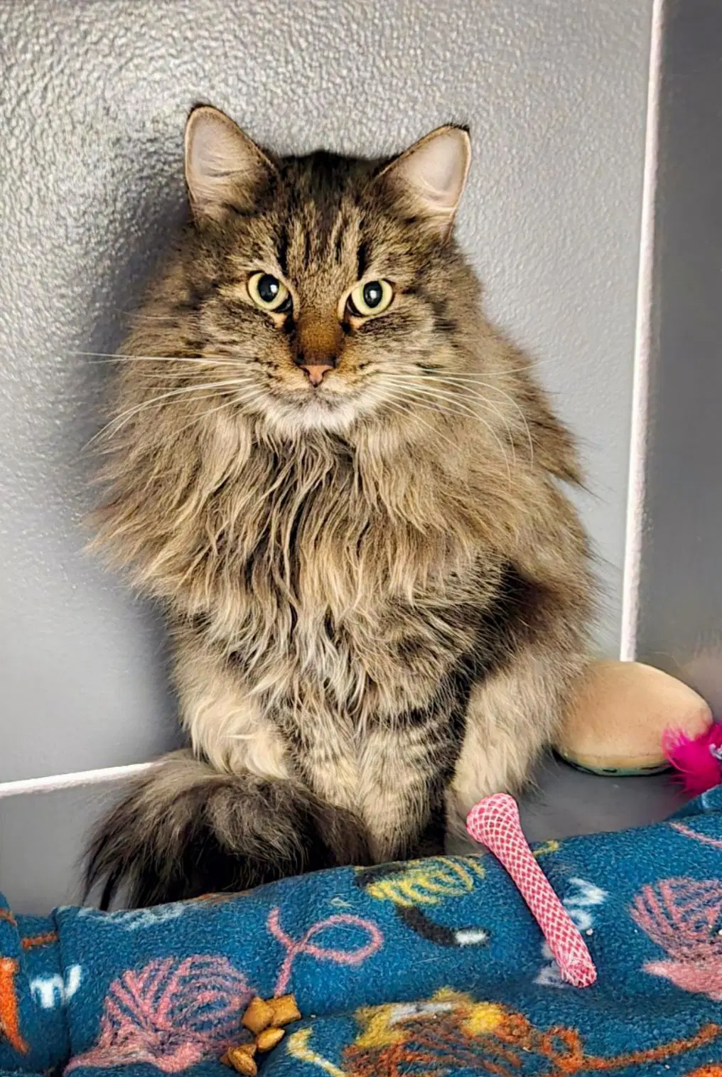 Maggie - Domestic Long Hair