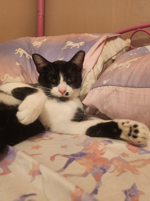 Conway Kitty
