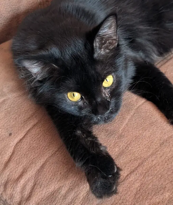 Wolfie - Domestic Medium Hair