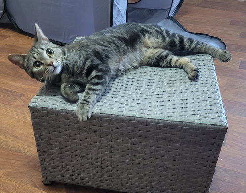 Ivy, Young Domestic Short Hair (short coat), cat for adoption in Apache Junction, Arizona