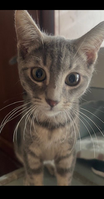 Lucas Image