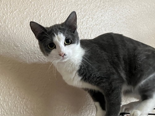 River, an adoptable Domestic Short Hair in Glendale, AZ