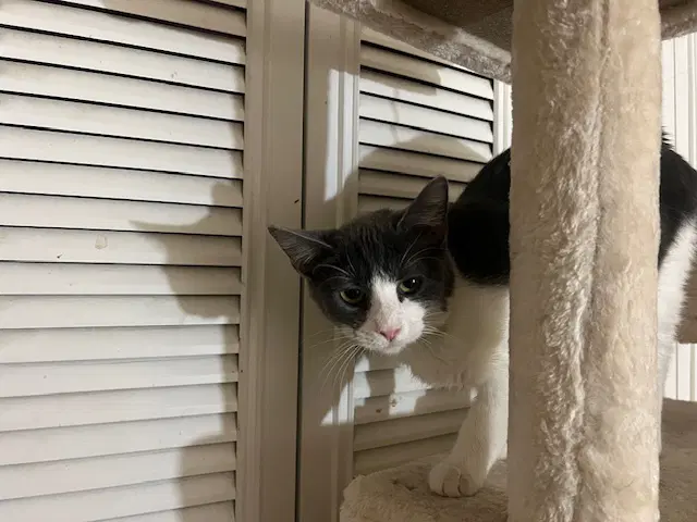 Rya - Domestic Short Hair
