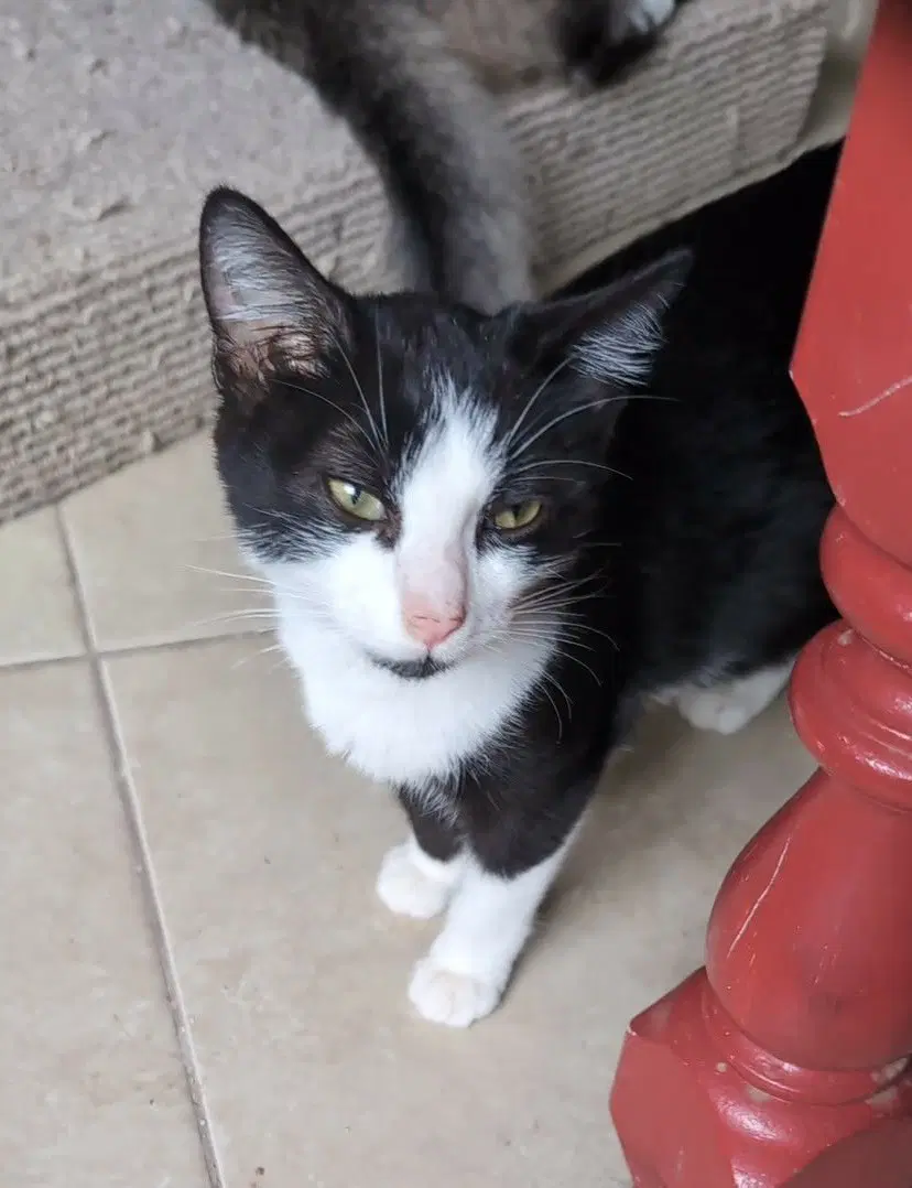 Larry - Domestic Short Hair