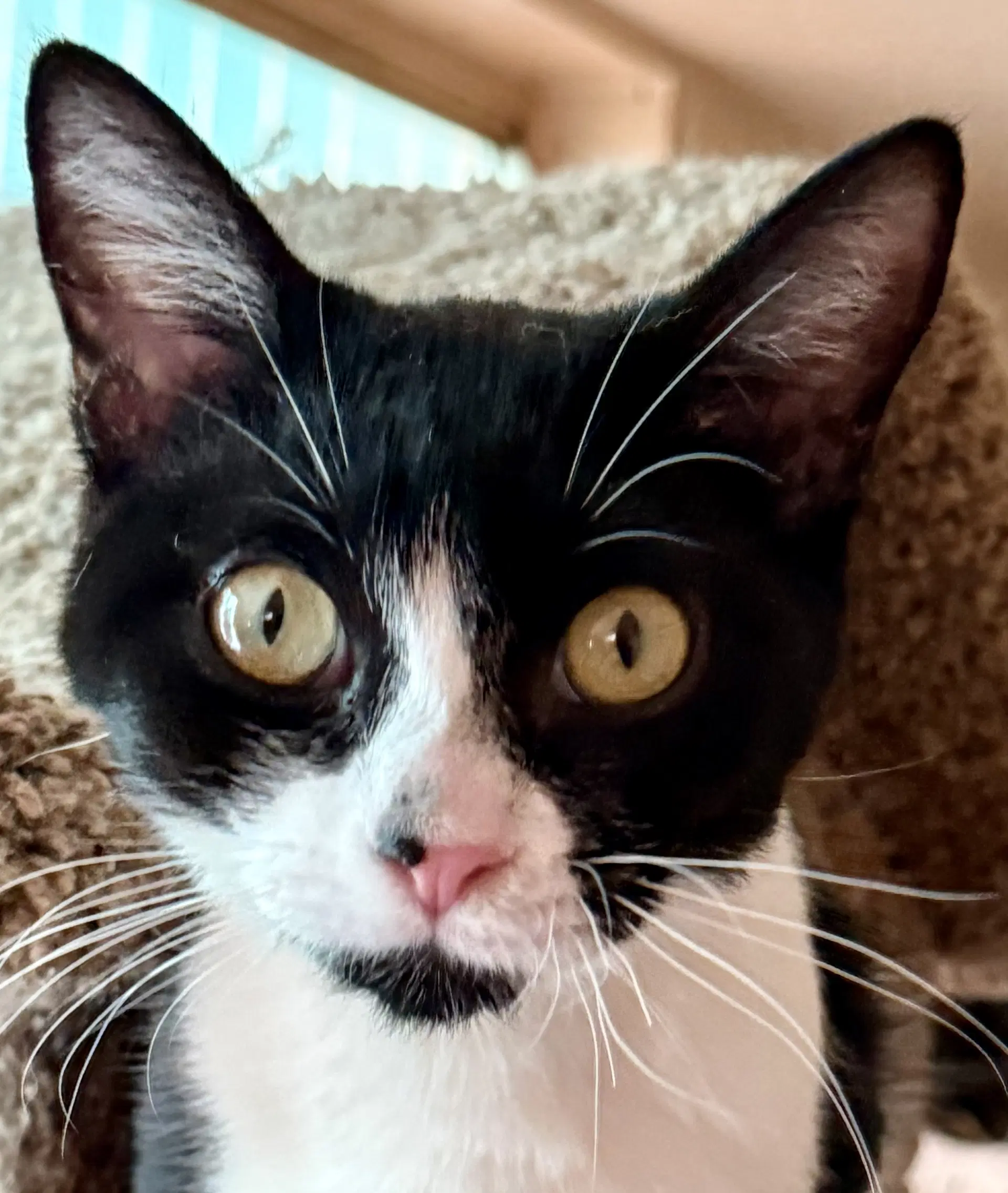 Curly - Domestic Short Hair