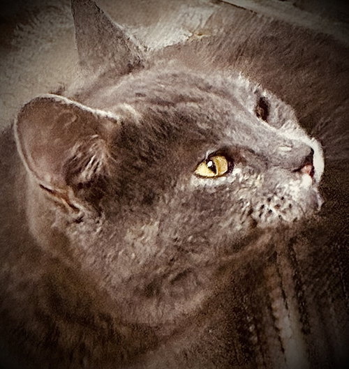 Raney, an adoptable Domestic Short Hair in Glendale, AZ
