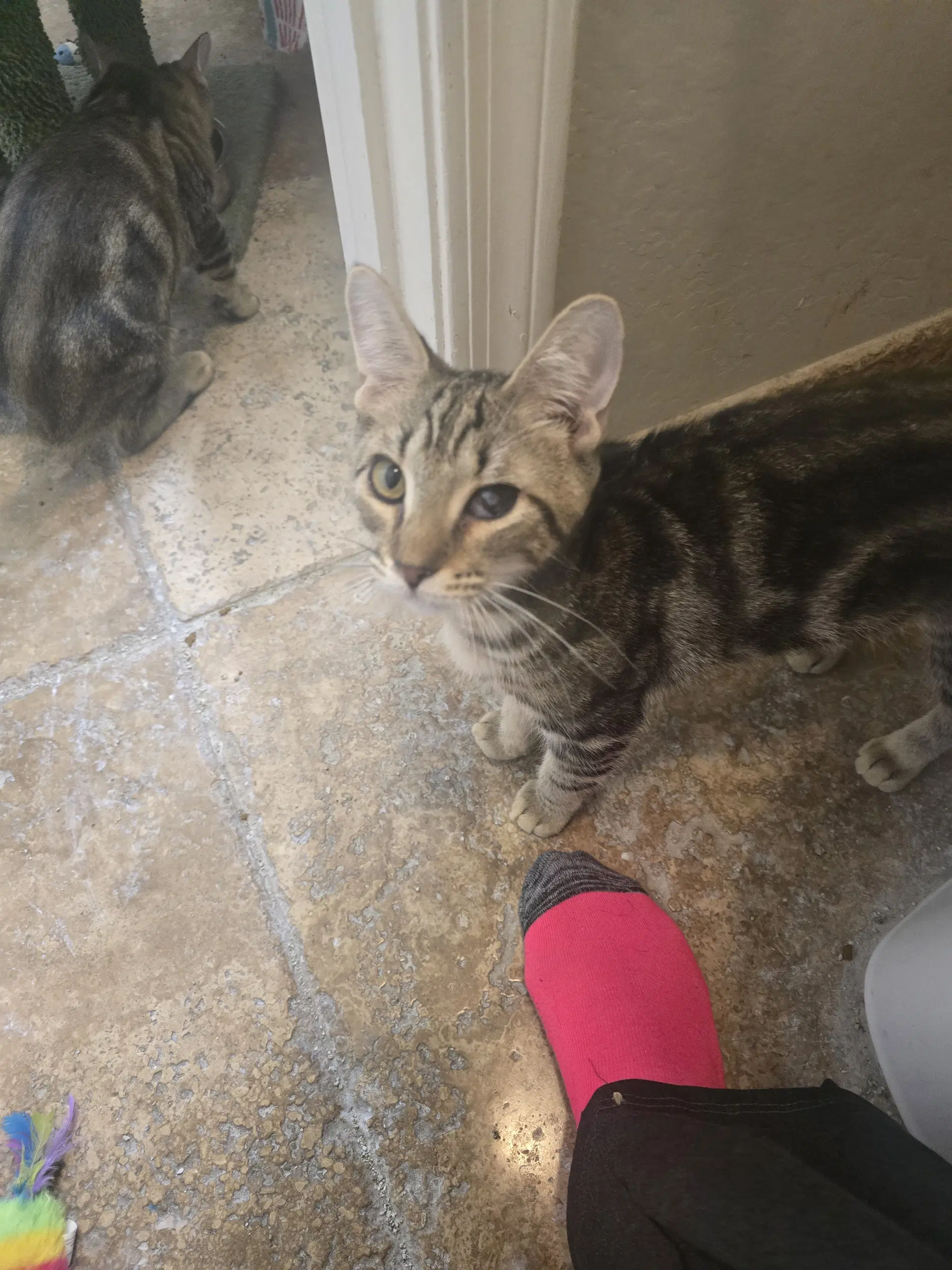 Chico - Domestic Short Hair