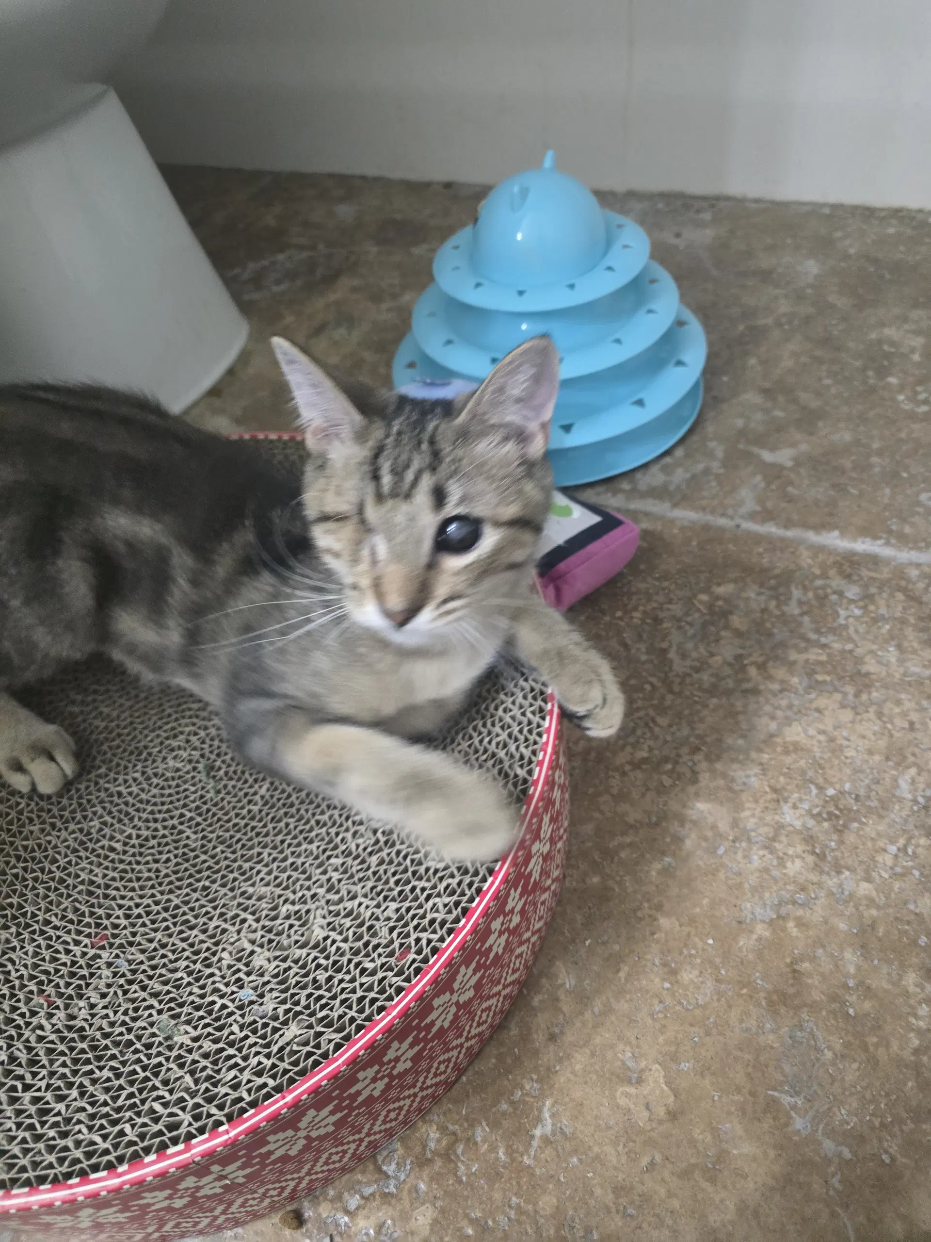 Foxy - Domestic Short Hair