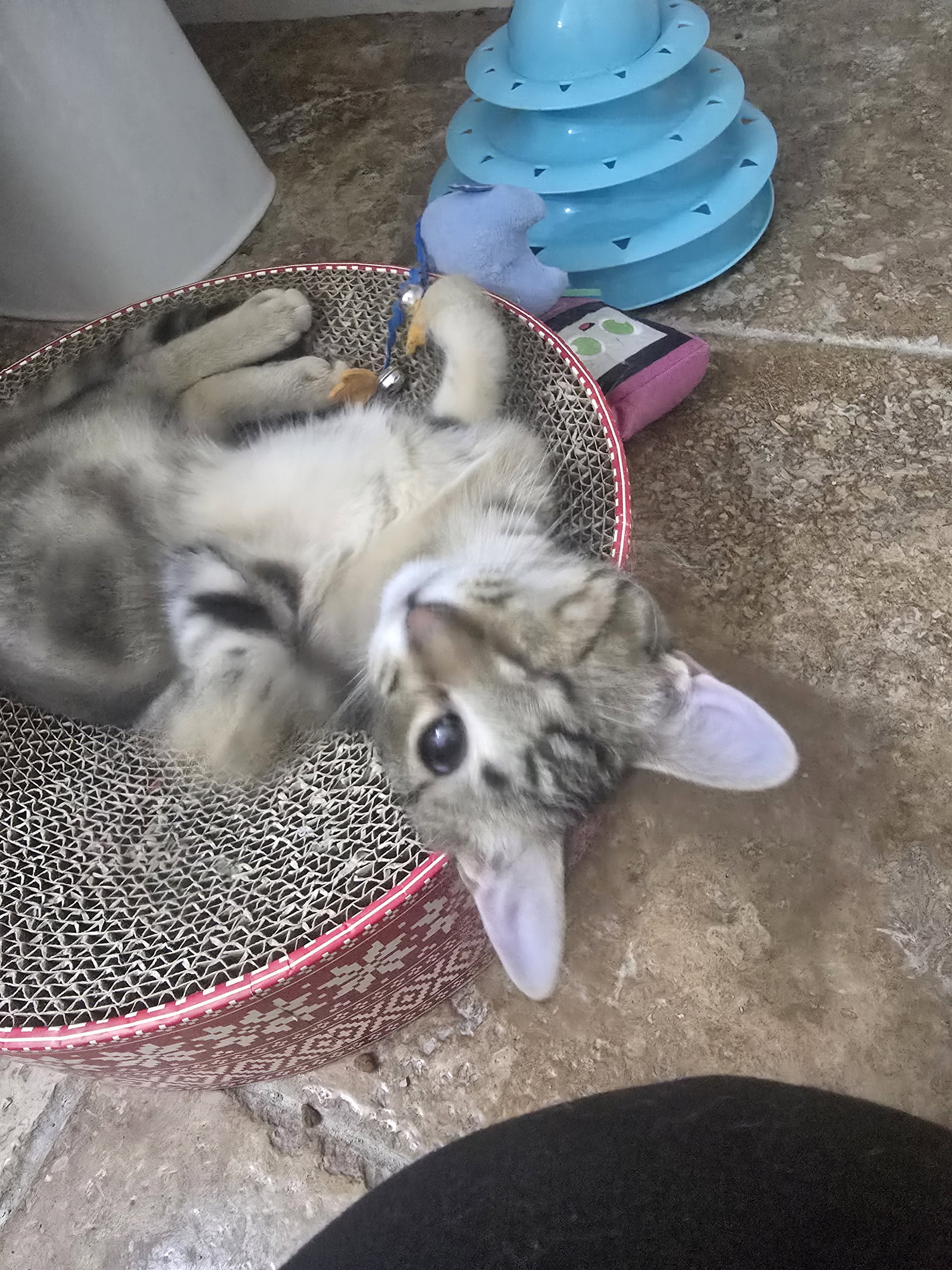 Foxy, photo 6