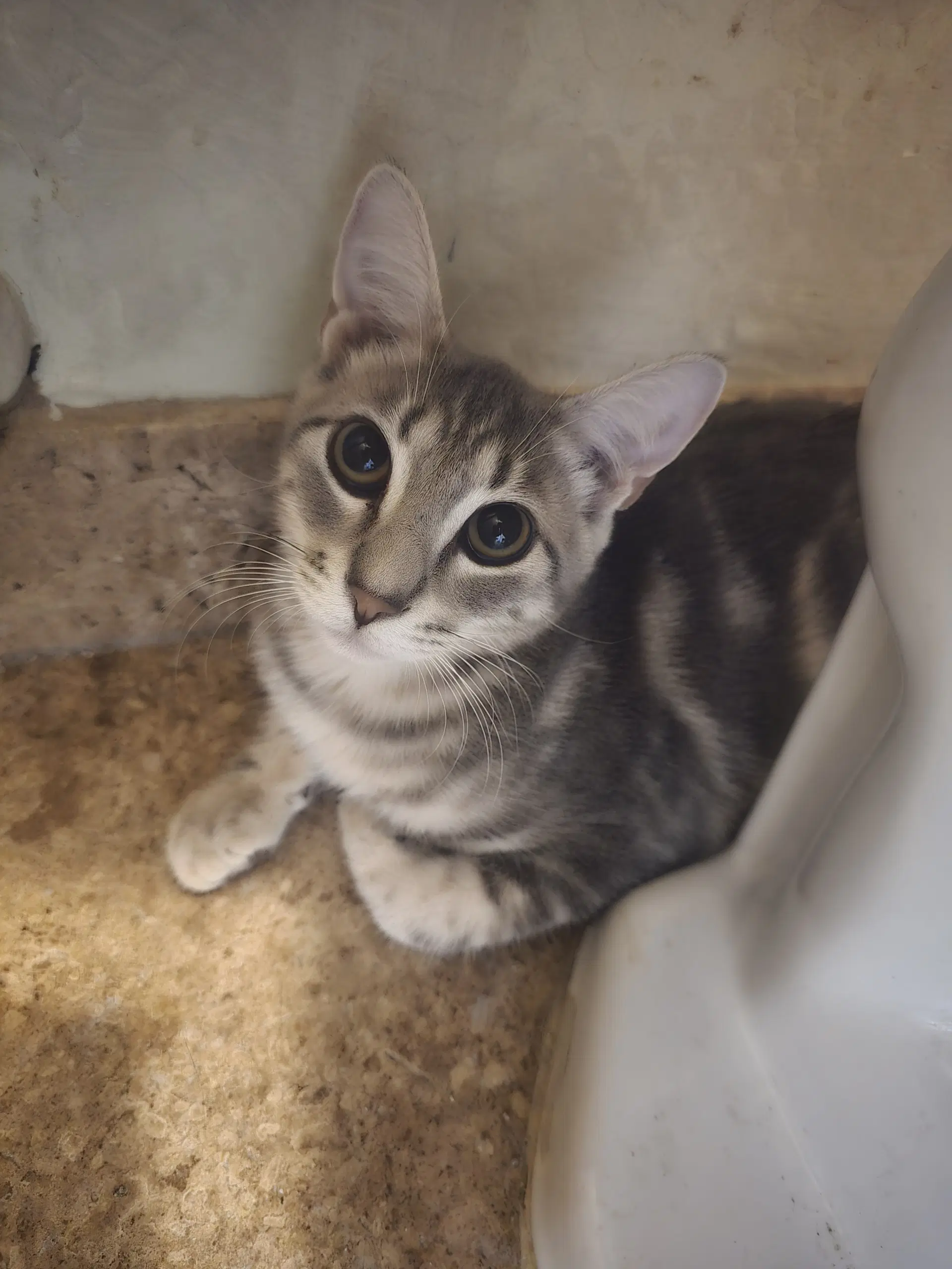 Bonny - Domestic Short Hair