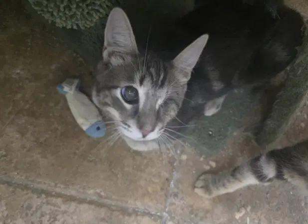 Freddy - Domestic Short Hair